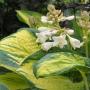 HOSTA GREAT EXPECTATIONS #1