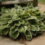 HOSTA FRANCEE #1