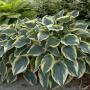 HOSTA FIRST FROST #1