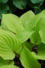 HOSTA FIRE ISLAND #1