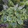 HOSTA EARTH ANGEL #2