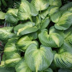 HOSTA CATHEDRAL WINDOWS #1