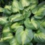 HOSTA CATHEDRAL WINDOWS #1