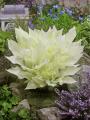 HOSTA WHITE FEATHER #1