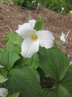 GREAT WHITE TRILLIUM 5"