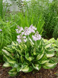 HOSTA WHIRLWIND #1