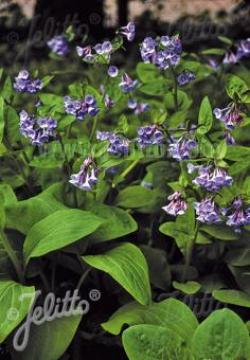 VIRGINIA BLUEBELLS #1