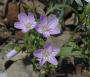 SPRING BEAUTY 5"