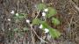 BLOODROOT #1