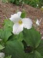 GREAT WHITE TRILLIUM 5"