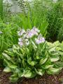 HOSTA WHIRLWIND #1