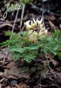 DUTCHMAN'S BREECHES 5"