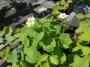 RUE ANEMONE 5"