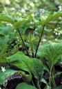 JACK-IN-THE-PULPIT 5"