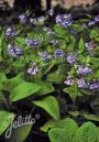 VIRGINIA BLUEBELLS #1