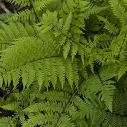 LADY FERN LADY IN RED #1