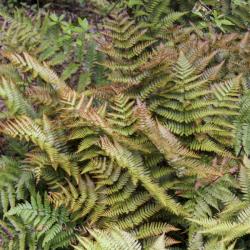 AUTUMN FERN BRILLIANCE #1