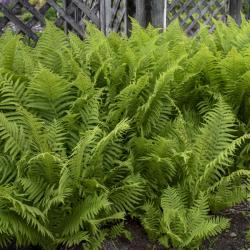 OSTRICH FERN #1