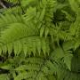 LADY FERN LADY IN RED #1