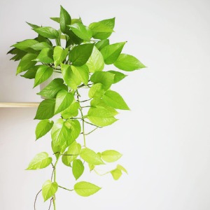 INDOOR HANGING BASKETS