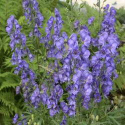 MONKSHOOD FISCHERI #1