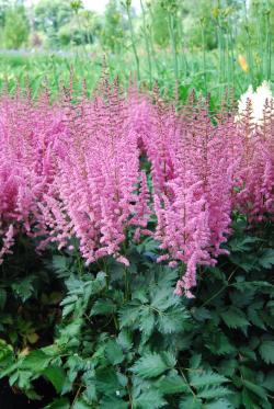 ASTILBE VISION IN PINK #1