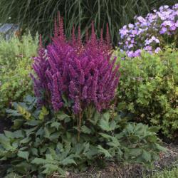 ASTILBE VISIONS #1