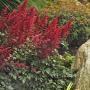 ASTILBE FANAL #1