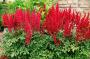 ASTILBE BURGUNDY RED #1