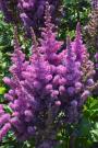 ASTILBE BLACK PEARLS #1