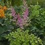 ASTILBE AMBER MOON #1