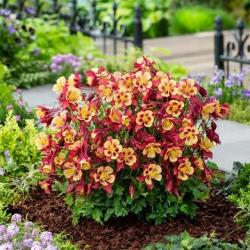 COLUMBINE EB RED & YELLOW #1