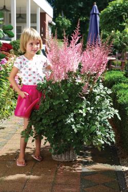 ASTILBE MIGHTY PIP #2