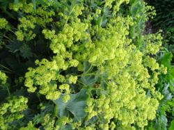 LADY'S MANTLE GOLD STRIKE #1