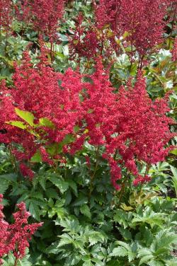 ASTILBE LOWLANDS RUBY RED #1