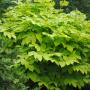 ARALIA SUN KING #2