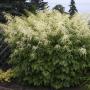 GIANT GOAT'S BEARD #1