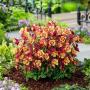 COLUMBINE EB RED & YELLOW #1