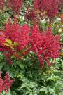 ASTILBE LOWLANDS RUBY RED #1
