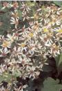 WOODLAND ASTER #1