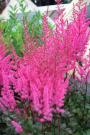 ASTILBE MIGHTY CHOC CHERRY #2
