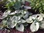 BRUNNERA SILVER HEART #1