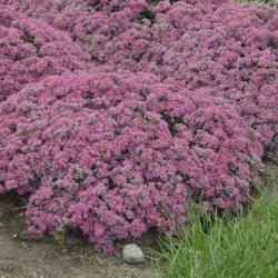 SEDUM POPSTAR #1