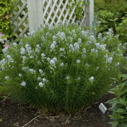 AMSONIA HUBRICHTII #1