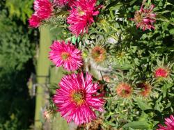 Aster Ne Alma Potschke #2