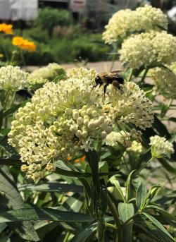 SWAMP MILKWEED ICE BALLET #1