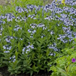 AMSONIA BLUE ICE #1