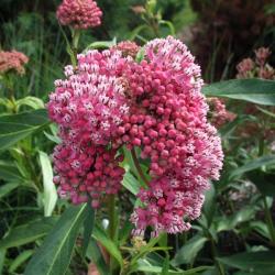 SWAMP MILKWEED CINDERELLA #1