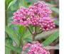 SWAMP MILKWEED #1