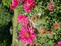 Aster Ne Alma Potschke #2
